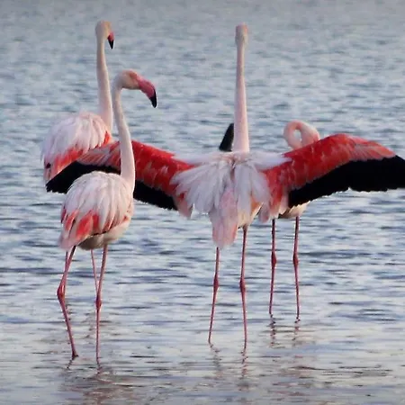 Grand Dans Avec Piscine Apartment *